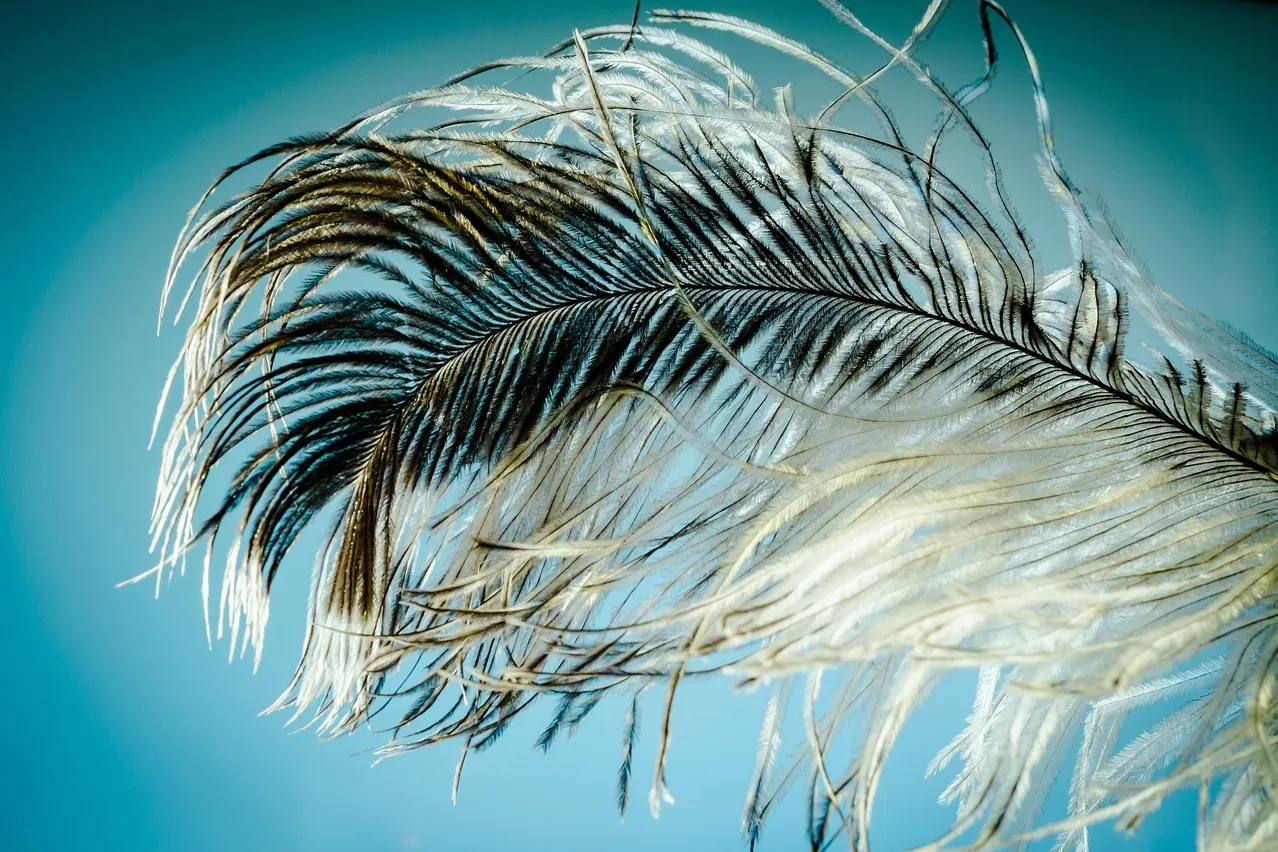 Ostrich feather, feather, strauss